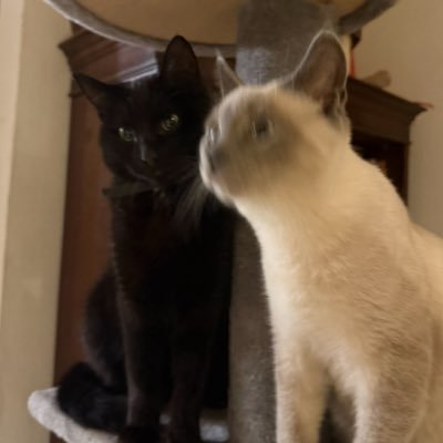 yy_sminee's profile picture. muslimah 🥥