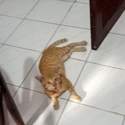 SetyawatIka's profile picture. 🐧