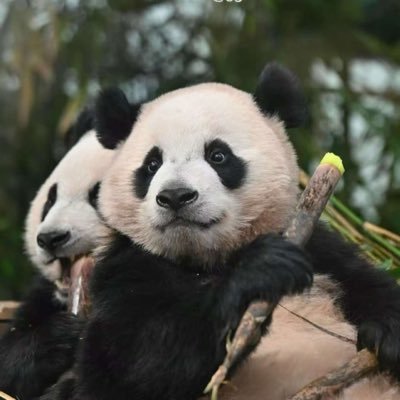 hzrice73's profile picture. 