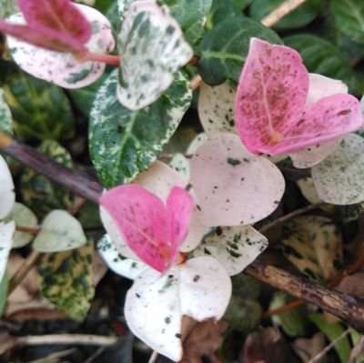 greed11657161's profile picture. 作詞写真趣味です。プロレス大好き😆💕。