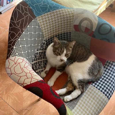 cecisotres's profile picture. Reina Chula,Viciosa, Cabaretera, Actriz, Artivista y académica. Autora del libro Introducción al cabaret -con albur-