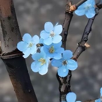 LoMaez97's profile picture. Just a casual fan who love her idols