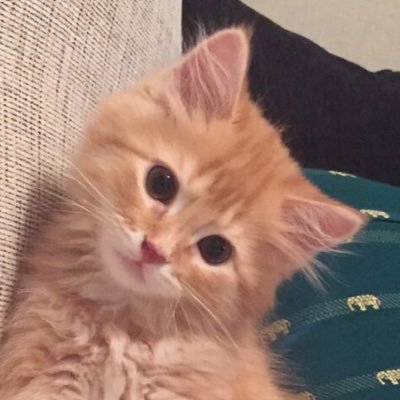 agesanguitar's profile picture. エレキギター練習記録垢🎸 アドリブ、Blues、ハミングバード カッティング 上手くなりたい人