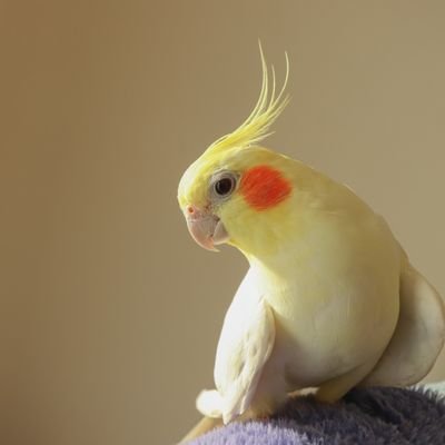 _ikutsuka's profile picture. 異業種からデータ職に挑戦│データ分析学習中│SQL・BI・Tableau│成長記録│仕事と暮らしを豊かにしたい│無言フォロー失礼します！m(_ _;)m
