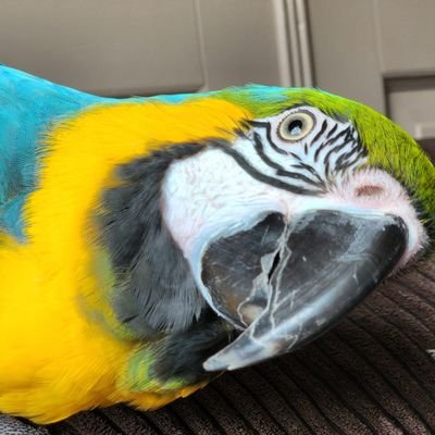 Xamayraa's profile picture. animals • scouting • 9-1-1 • henry moodie • 21 •