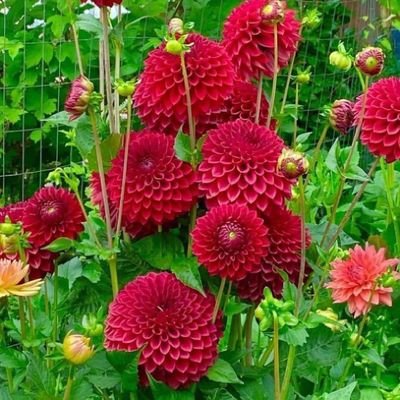 Shahjada221's profile picture. Follow This Follow Back