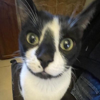 arxckbll's profile picture. si estas leyendo esto matate