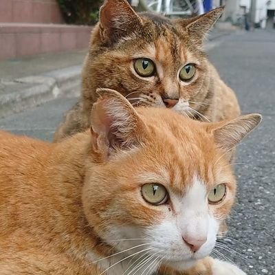 slosloさんのプロフィール画像