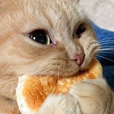 RuttoRity's profile picture. 