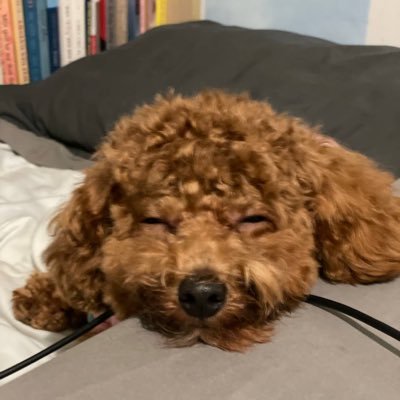 i_l_Gz's profile picture. *Rwy’n ei garu*