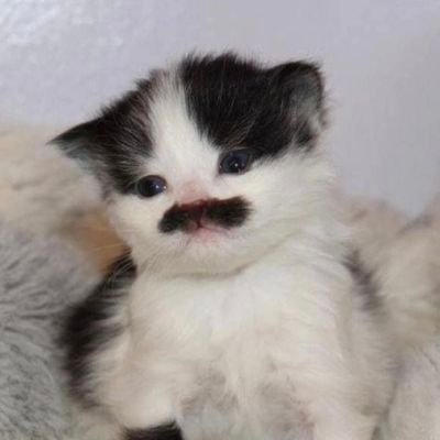 tatouile's profile picture. both of life and dad-jokes are funny