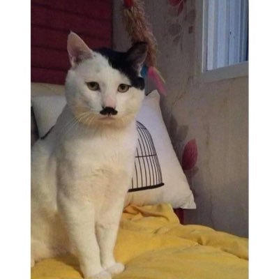 miskyavine's profile picture. 