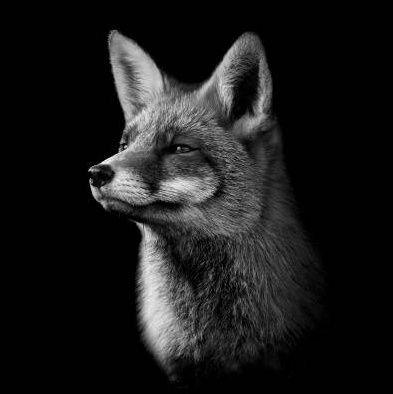 renarddelarue's profile picture. jeunes entrepreneurs en dépit de