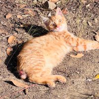 paticikler (@aaa1890aa) 's Twitter Profile