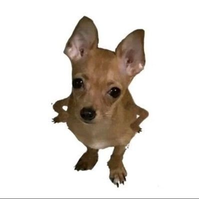 diedforpapo's profile picture. paso todo el dia pensando en vooos