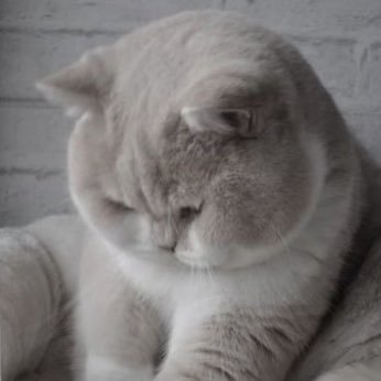 yjamyc's profile picture. 💚🐥🐣💚|🧡🐻🐼🤍