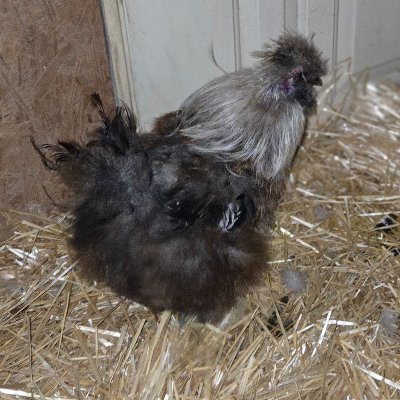 VibesRural's profile picture. Embracing the simple life  | Sharing photos of rural adventures, chickens, rivers, agriculture, gardens, & fishing | Living close to nature 🌽🎣🧑🌾