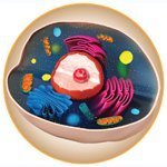 Cmmr_Journal's profile picture. An international, open access and peer-reviewed journal.
Editor-in-Chief: Prof. Consolato M. Sergi - MD, PhD, MPH, FRCPC, FCAP, FACSc