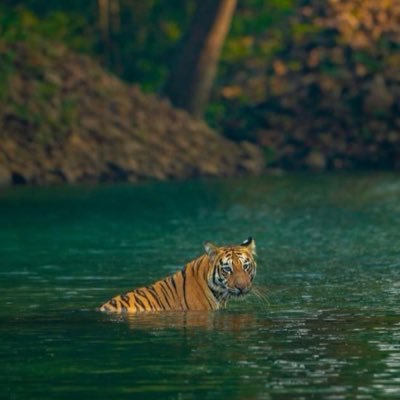 sricharan_333's profile picture. 