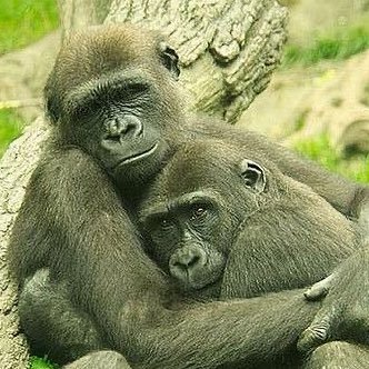 munkybizness12's profile picture. ⚢ | mcr + ape fan account | NO PET PRIMATES! | shedtwt proship terfs dni