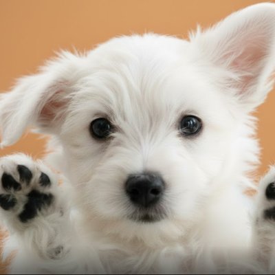 LumaoDoggie's profile picture. 前大厂程序员, 专注 Defi 和 空投. 有时分享自己写的脚本和工具.