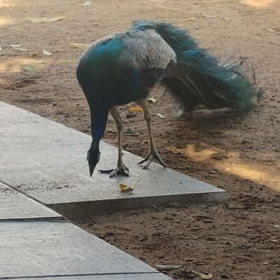 keesuillam's profile picture. A Normal Guy