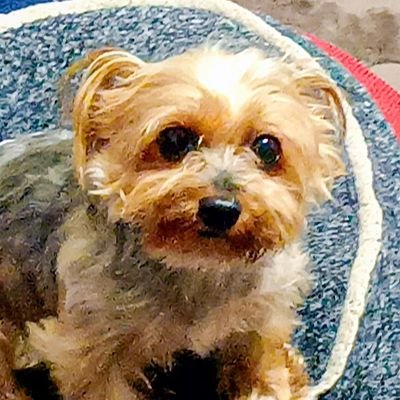 itsunemunemu's profile picture. 和室界隈のファンです