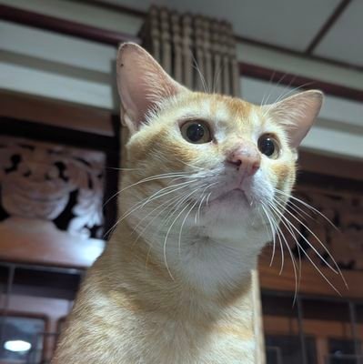 JustNethul's profile picture. 🙂