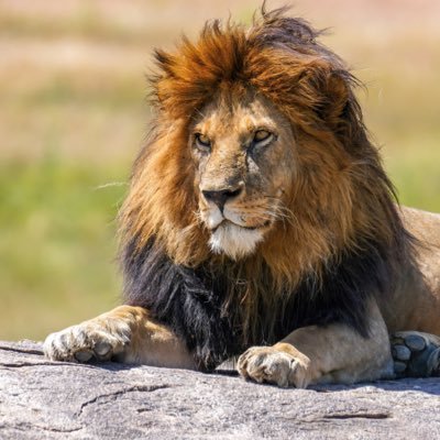 concernedlion_'s profile picture. 