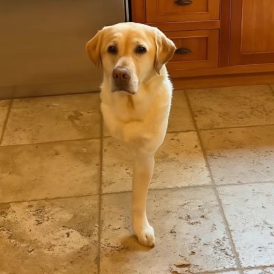 jaschllu's profile picture. Player for Wolves                                               17/🇱🇺/🇵🇱