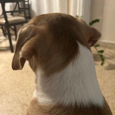 tradingmuffin's profile picture. active trader, muffin is my dog 🐶 ❤️