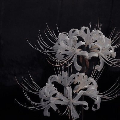 clowngirl4468's profile picture. 20