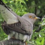 N9vucfH69T33928's profile picture. サブのサブのばぶ