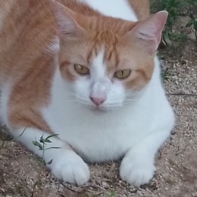 kiyoshi1628's profile picture. 🧚‍♀️