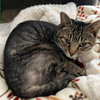 yr1107kr's profile picture. 二次元大好きで相当な成人済腐女子。Pixivにて二次創作文でのんびり活動中。魔道祖師、刀剣乱舞、ツイステなど色んなものに沼ってる。ハンドメイドも趣味。