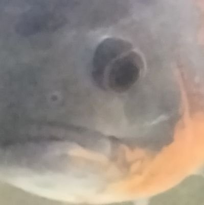 chosenhorse2's profile picture. Birdwatcher, toy collector, a fan of Sci-fi and Horror movies & 100% proud American man 🇺🇸.