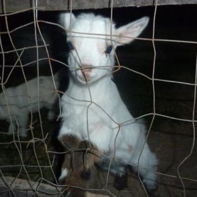 f1eafag's profile picture. a silly little guy