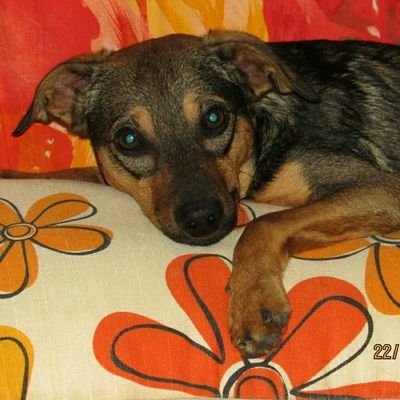 AnnaritaNinni's profile picture. NO FASCI, RAZZISTI, OMOFOBI, PRO PUTIN, PRO GENOCIDIO, NOVAX, NOBRAIN.

Sincera sempre.Anche quando non mi conviene.

Arezzo nelle mie radici e nel mio cuore.