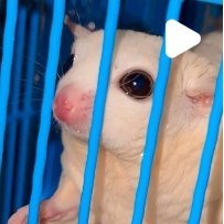 abubeble's profile picture. mais cronicamente online do que deveria