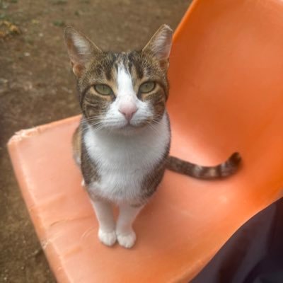 sttd3pgp's profile picture. 