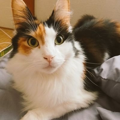 nagi52392874's profile picture. 8/14
О型
元調理師
エレアちゃん（猫）との暮らし
エレアちゃんの好物ささみ
ASD×ADHD
https://t.co/OiDDtcnbgG
INTP
ニューTOKIO
TikTok
https://t.co/QmlCVdmNl8@