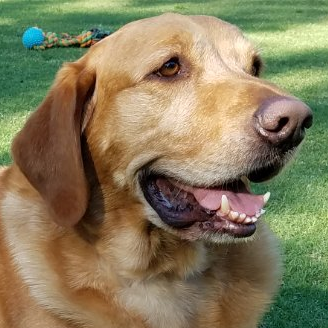 PubliusHenry's profile picture. Blessed by God.  Freedom-loving Patriot.  California tax refugee. 
@Cal alumnus.  Go Bears!  #GoBears  
I love dogs and America, it's that simple.  Not A Bot