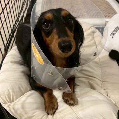 help_ivla's profile picture. 【Instagram👉save.ivla】/ミニチュアダックス「イブラ」3歳♂/椎間板ヘルニア＆脊髄軟化症と闘う勇者🐕‍🦺/1歳半の息子と30代夫婦で全力応援中👨‍👩‍👦✨/クラウドファンディング🔥🔥詳細・応援は👇️