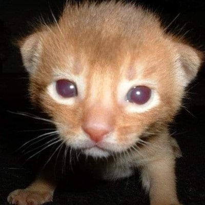LuisFabrizioFr1's profile picture. Y soy una responsable con deberes que hacer