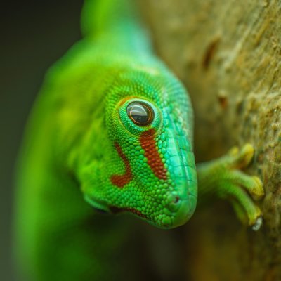 LizardFartsさんのプロフィール画像