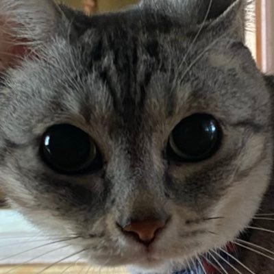 ゆっくりⴲさんのプロフィール画像