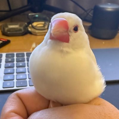 motoki_higa1980's profile picture. new作ったご飯記録。沖縄。設計から施工から総務のおじさんまで あとキングス応援^ ^