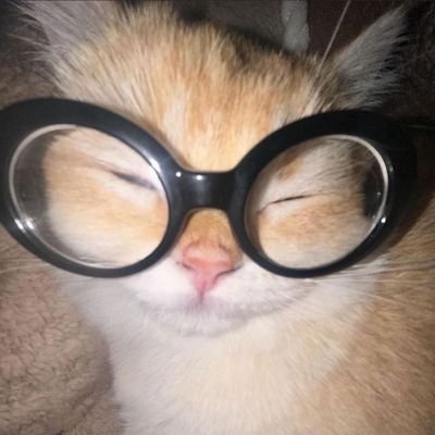 LitaOraaa's profile picture. Any pronouns & Homosapiens @itsquaileggs 💕