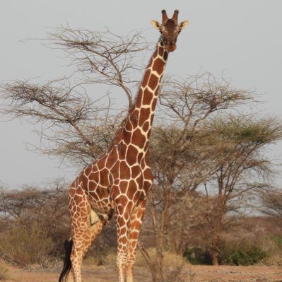 @Abdirahman_geri