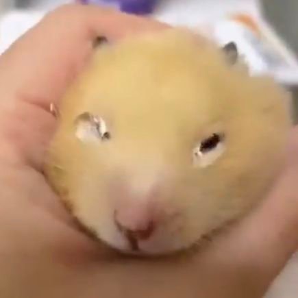 yuhwan115224's profile picture. 콜옵 발로 제가원하는거 주로그립니다